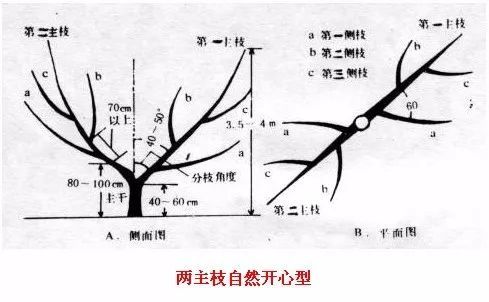 李子树修剪技术图解图片