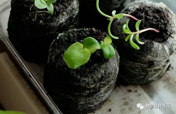 四季海棠播种到开花美极了