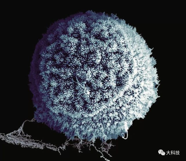 千姿百态的纳米花有七彩蝴蝶还有繁茂的李子树图