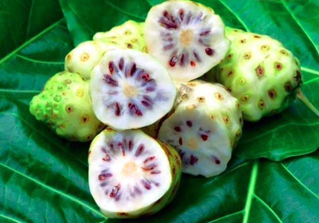 诺丽果与各种疾病的应对方法