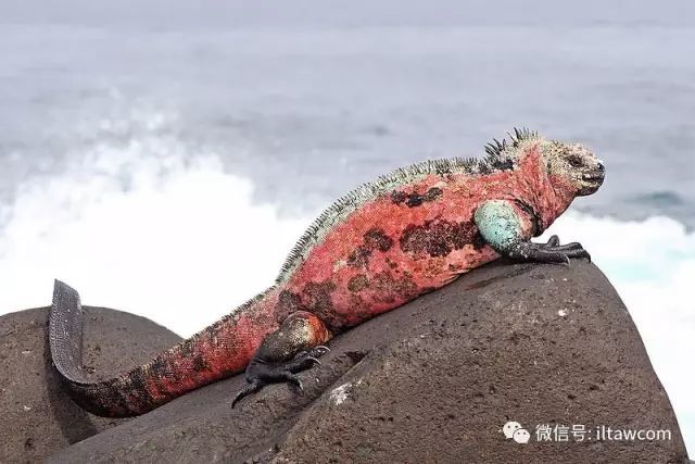 海鬣蜥:用海鹽做個面膜,走路姿勢狂拽,自帶大哥bgm