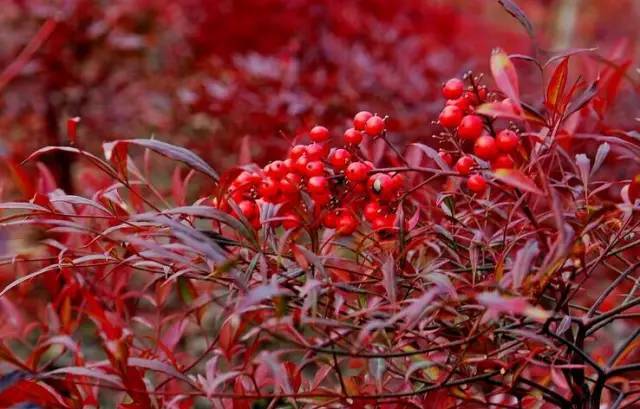 蜜院植物中國7大古典園林經典植物你猜是哪幾個