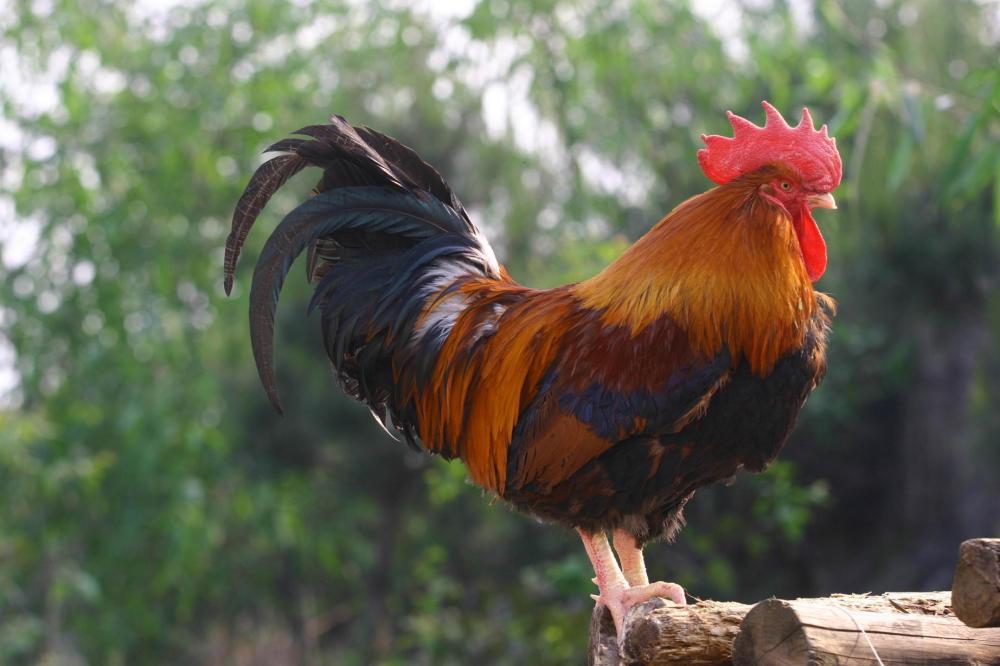 为何公鸡可以准时打鸣难道体内有生物钟专家说出内情