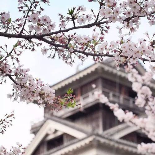 19年日本樱花最前线 看这一篇就够了