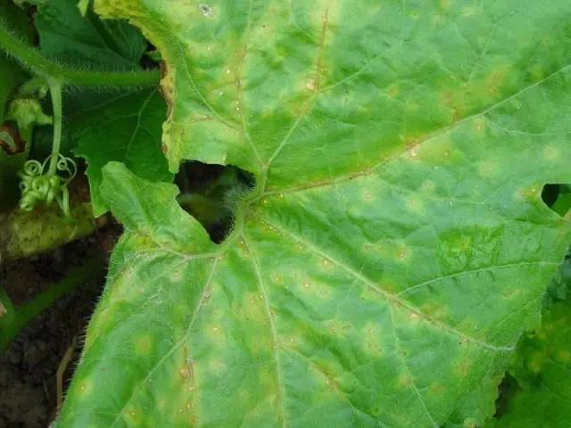 黄瓜细菌性角斑病(图片来源:网络)