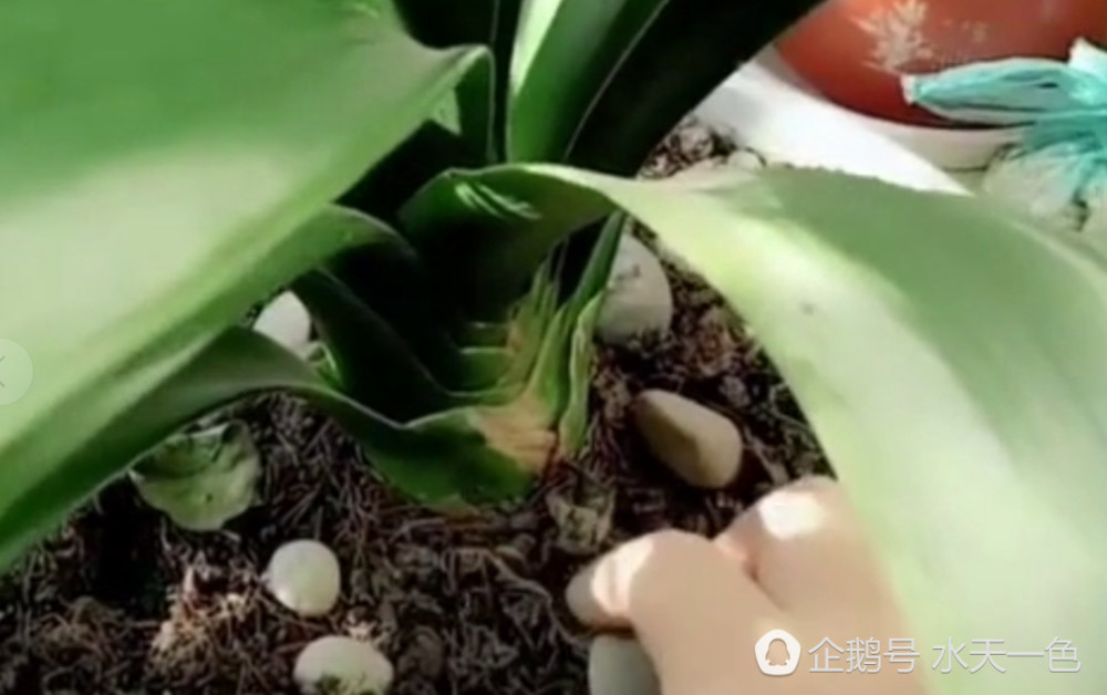 冬季大座机"君子兰"开花时,家庭盆放的浇水养护技巧!花色鲜艳饱满