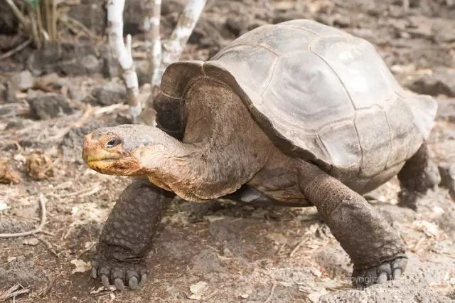 象龟孤独的乔治有望重生!人类能复活灭绝生