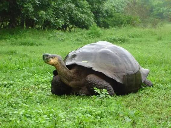 象龟孤独的乔治有望重生!人类能复活灭绝生