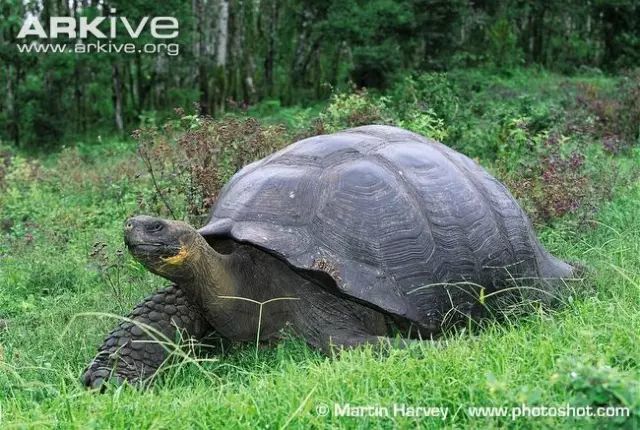 象龟孤独的乔治有望重生!人类能复活灭绝生
