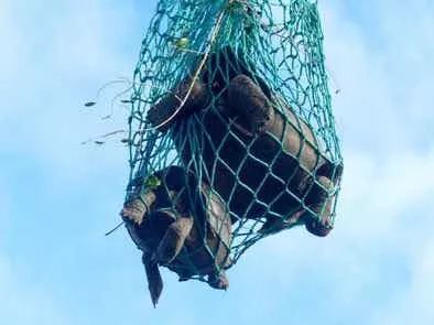 象龟孤独的乔治有望重生!人类能复活灭绝生