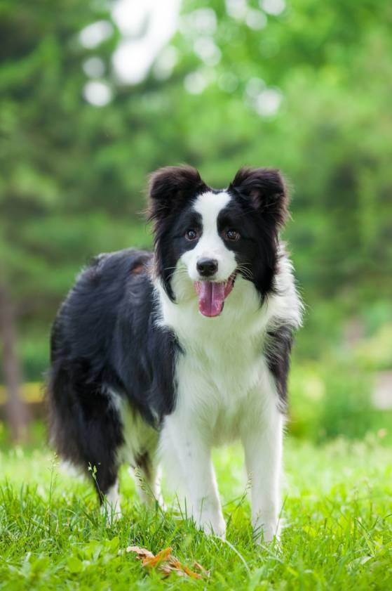 不要随便打骂边境牧羊犬 腾讯新闻