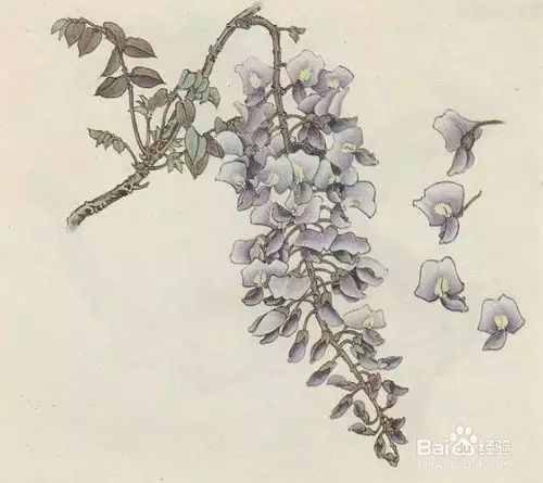 紫藤花的写意,没骨,工笔,白描画法,这下全了! - 265学校教育网