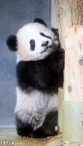 上野熊猫宝宝今起见客忙坏工作人员