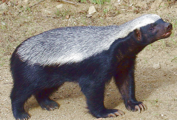 号称睚眦必报,没有天敌的动物,细观蜜獾的传奇事迹!