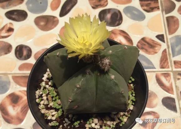 100种仙人掌种类及图片