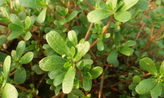 原来这种吃起来酸酸的 草 还是一味良药 你知道它的作用吗