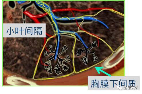 間質)2小葉中心間質支氣管血管周圍間質中軸纖維系統的位置第二部分