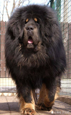 世界上体型最大的十种狗狗 藏獒竟然只排第十