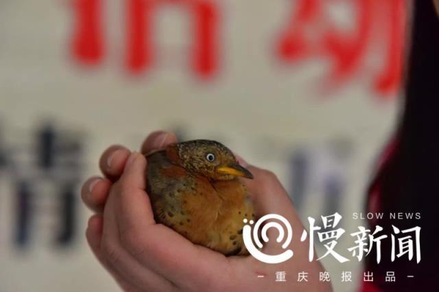 黄脚三趾鹑现身重庆开州相隔16年再来山城