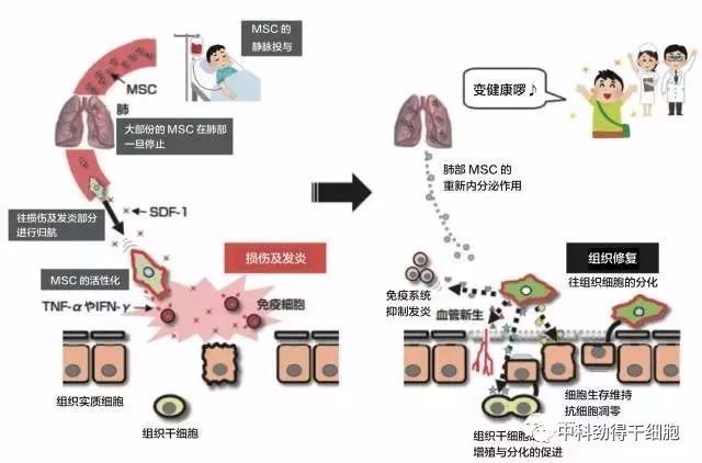 干细胞疗法在美容 治疗 抗衰老等方面的神奇功效