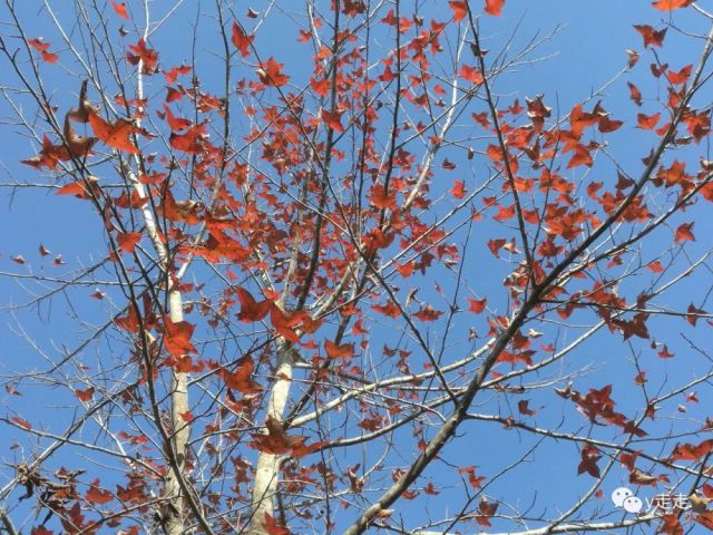 深圳聚龙山生态公园,偶遇枫叶,樱花的地方,深圳