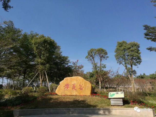 深圳聚龙山生态公园,偶遇枫叶,樱花的地方,深圳