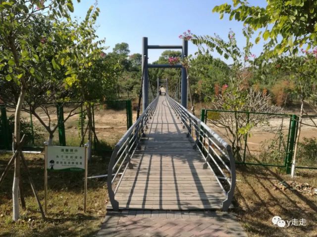 深圳聚龙山生态公园,偶遇枫叶,樱花的地方,深圳