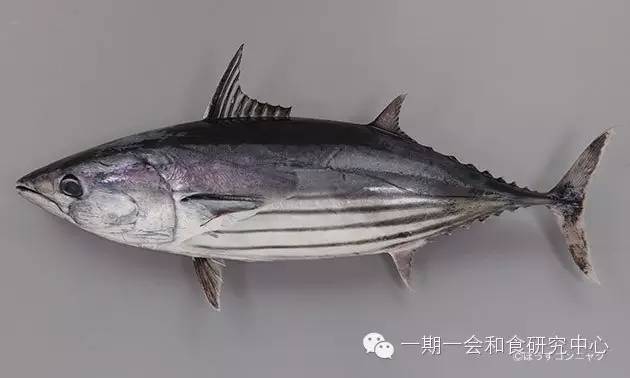 分享 认鱼识字 魚文字