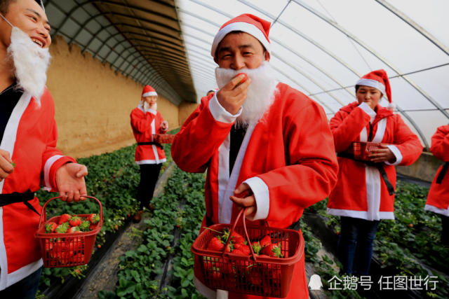 圣诞老人突袭草莓园,有人1分钟偷吃49个