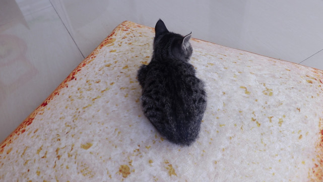 经多方认定 这是一只海参猫没错 只是营养价值还有待商榷