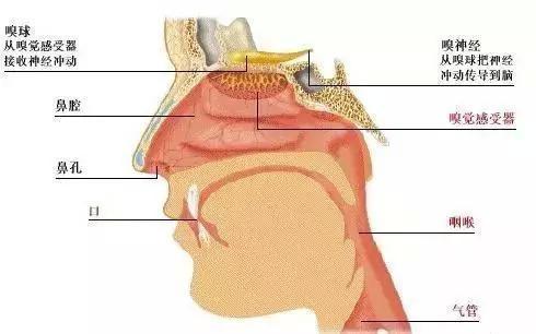 1,口腔後邊軟顎部分是同鼻腔連在一起的,鼻子聞不到口腔後部產生的