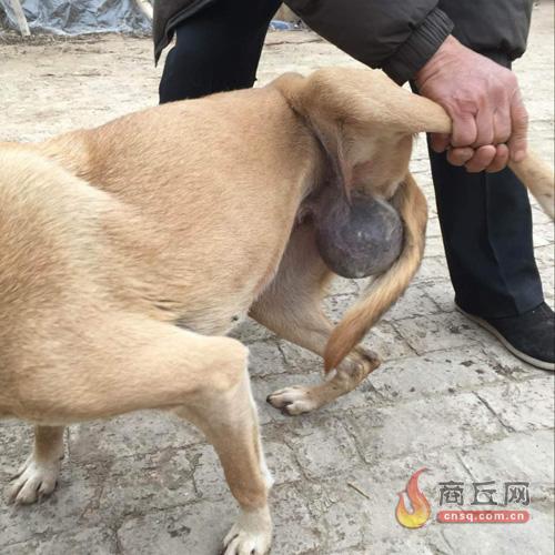 村民家狗长6厘米狗宝 多人想买