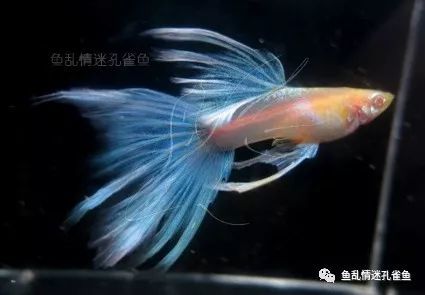 高手进阶 孔雀鱼鱼鳍变异 飘逸之燕尾系列一