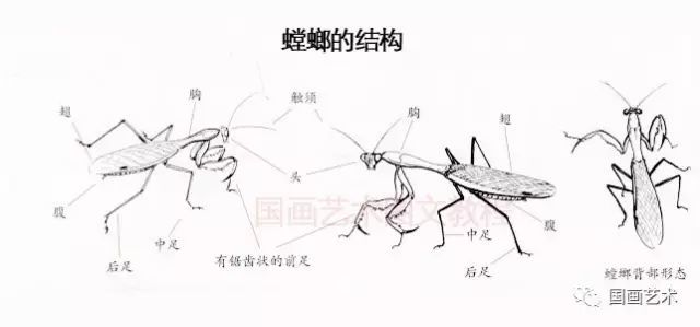 写意草虫之蝉,螳螂,蝈蝈画法_腾讯新闻