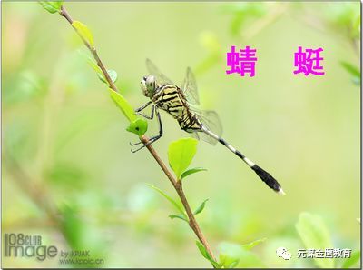 有益的小昆虫》翠峰小学二年级:管梓媛