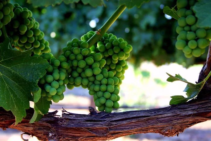一瓶葡萄酒是如何从葡萄树枝头的果实变成醇