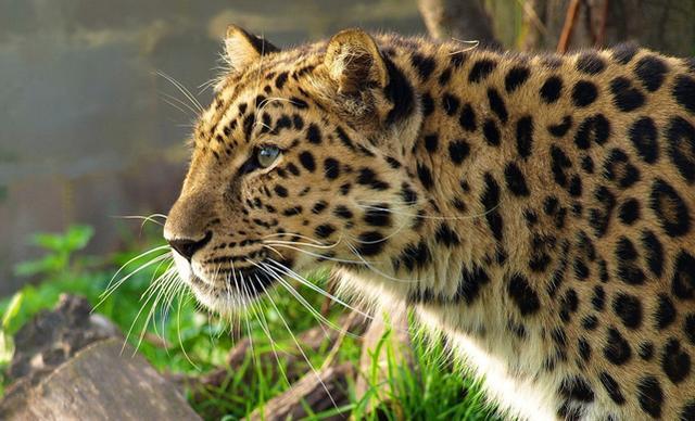 村民结伴深山砍柴,遇花斑爆围困河中,生死关头林中蹿出报恩救兵