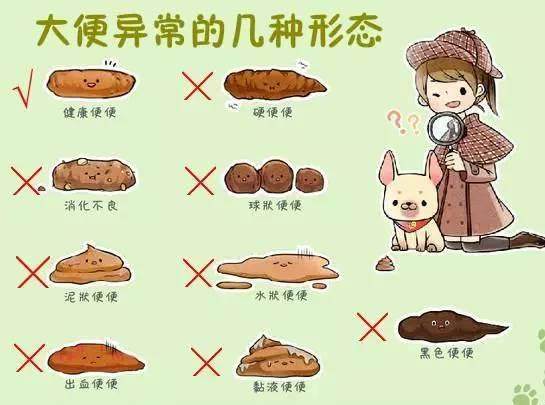 半链状:大便中水分多,说明肠不能充分吸收水分,对营养物质也不能汉妹