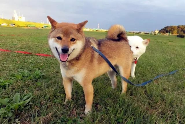 你只知道日本柴犬賣萌可愛但你知道它竟然還有這麼多種類麼