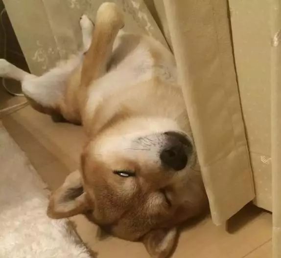 一只笑起来特别暖的柴犬没想到一躺下就判若两狗了