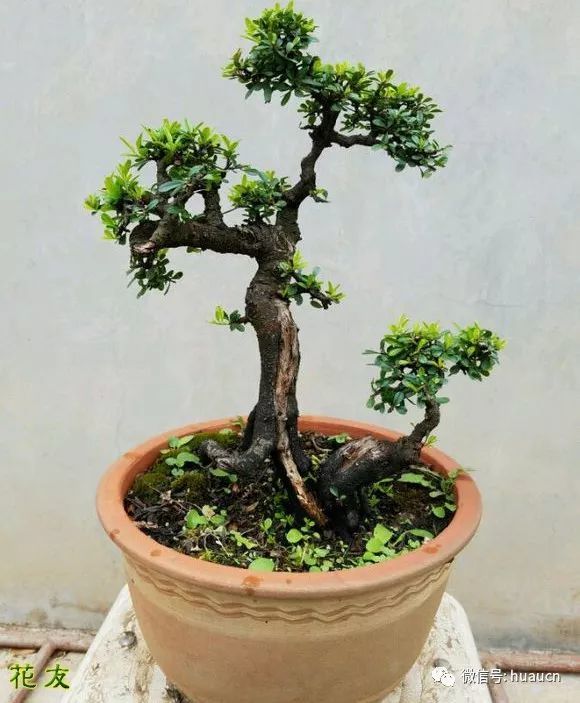 【一米阳台】北方盆景就地取材的22款野生树种