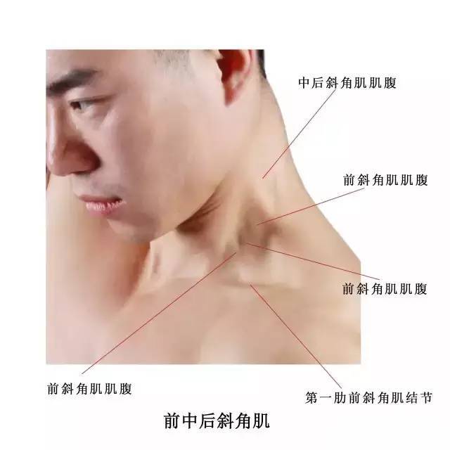 实用人体体表解剖头颈部高清大图版