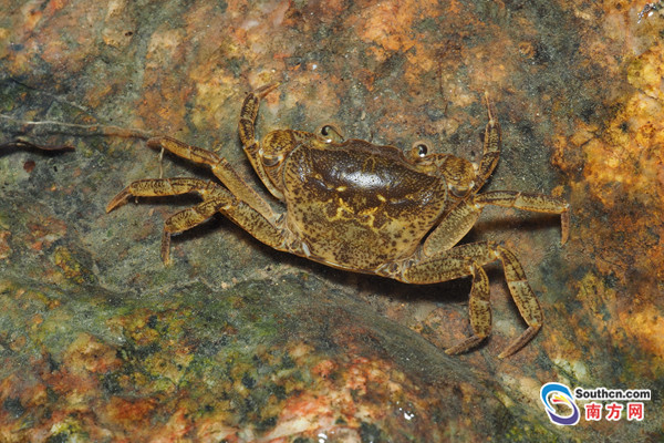 上,横琴粤溪蟹(cantopotamon hengqinense)的名字首次在世界上亮相