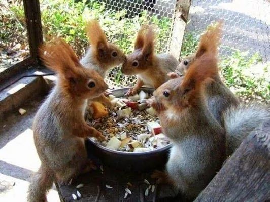 芹菜|我们常说的“献芹”，到底献的是哪种芹？