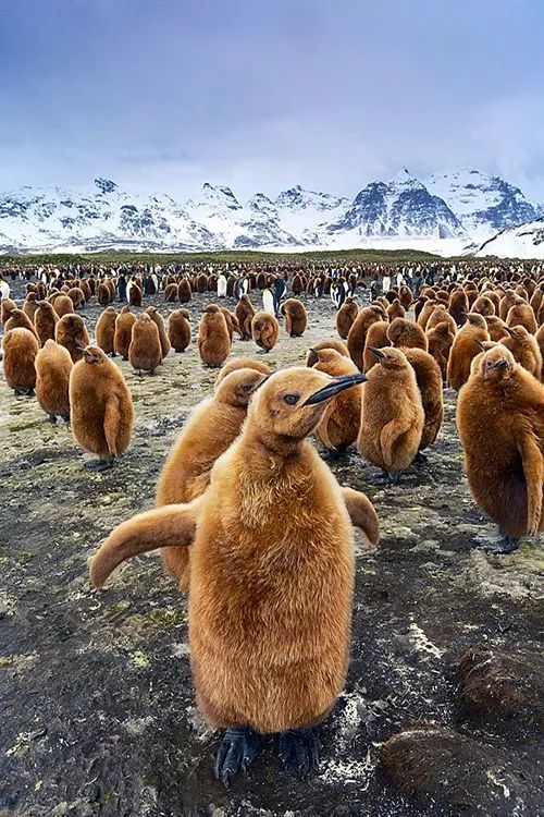 企鹅的家族宴会,诶今晚族长要宣布和谁联姻呢?兄弟们加油!