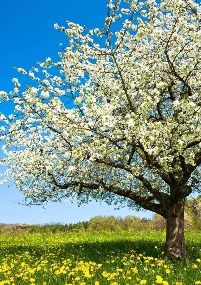 山楂树开花居然那么美!