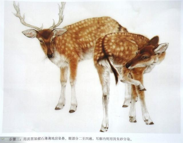 画法|几种动物工笔画法步骤