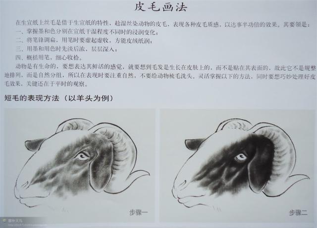 画法|几种动物工笔画法步骤