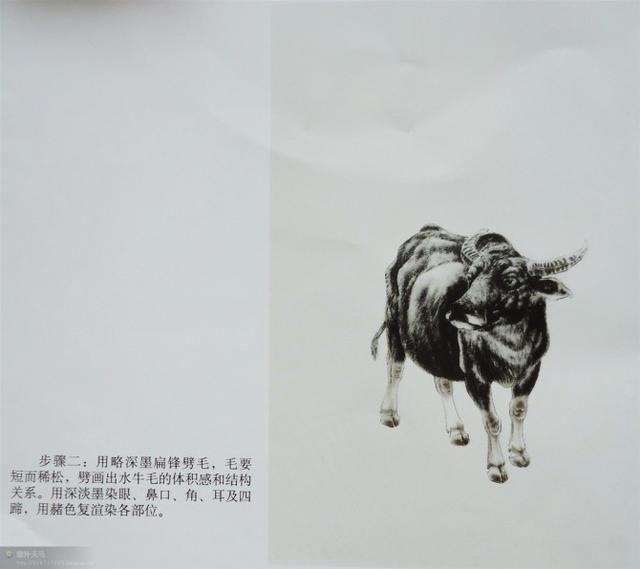 画法|几种动物工笔画法步骤