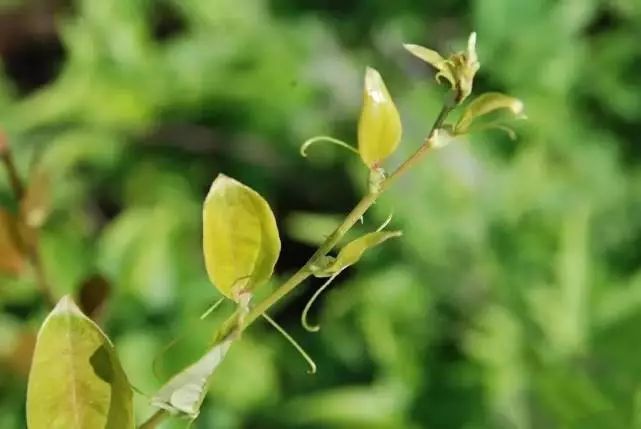 这种植物我们客家人叫它马甲藤,非常特别的一个名字菝葜,又名金刚藤